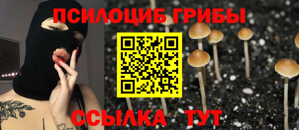 Псилоцибиновые грибы Cubensis  Вход с VPN  Борисоглебск  Псилоцибиновые грибы Psilocybe 